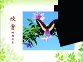 桂美版一年级美术下册 11 缤纷彩蝶 课件+教案 (2)