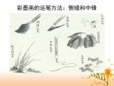 桂美版四年级下册 5.彩墨画树 课件