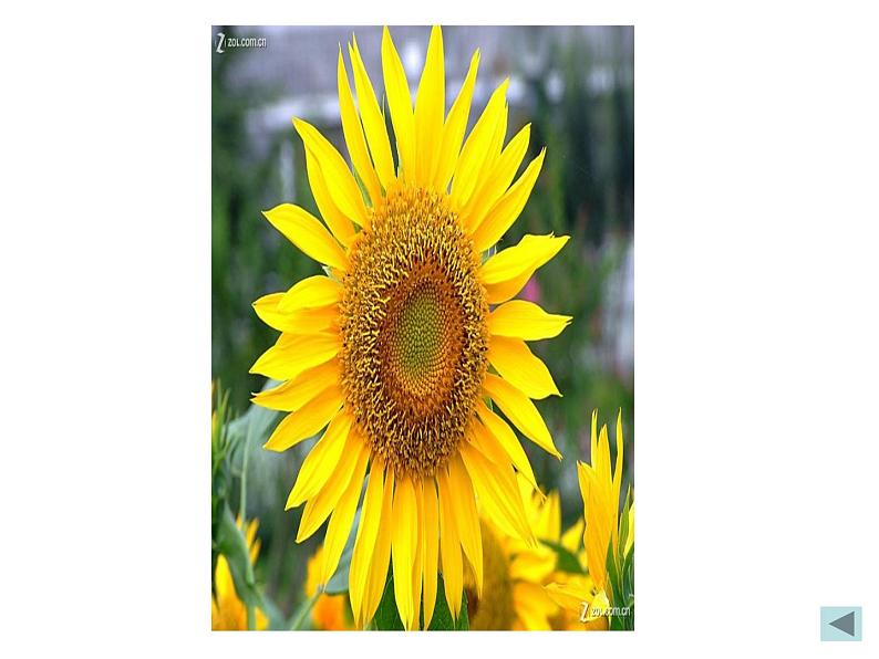 三年级上册美术课件-第7课  三原色与三间色丨浙美版（2012）（16张PPT）07