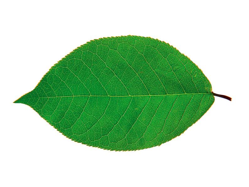 小学美术赣美版二年级上册第2课 印印玩玩课件+教案+素材02