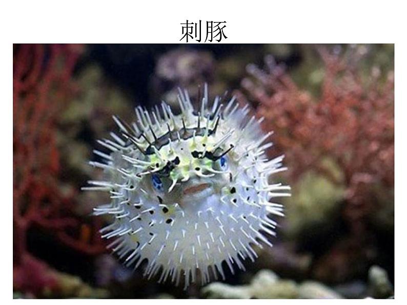 四年级美术上册课件-7.海洋怪兽4-苏少版第6页