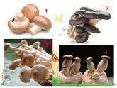 浙美版美术一年级下册 18 蘑菇家园 课件+教案