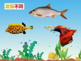 浙美版美术一年级下册 15 热带鱼乐园 课件+教案