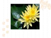 浙美版美术五年级下册 18 映日荷花别样红 课件+教案