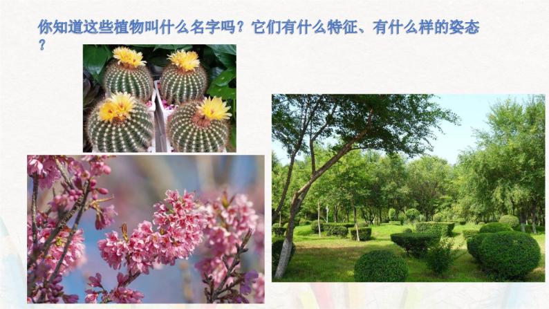 1《植物写生》【课件】02