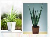 1《植物寫生》【課件】
