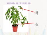 1《植物写生》【课件】