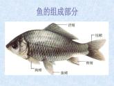 第9課 用彩墨畫(huà)魚(yú)【課件】