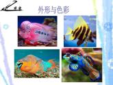 第9課 用彩墨畫(huà)魚(yú)【課件】