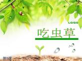人美版美術(shù)二年級下冊 第2課 吃蟲草(2)（課件）