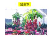 人美版美術(shù)二年級下冊 第2課 吃蟲草(2)（課件）