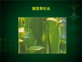 人美版美術(shù)二年級下冊 第2課 吃蟲草(2)（課件）