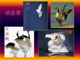 人美版美术二年级下册 第19课 我喜欢的鸟(1)（课件）