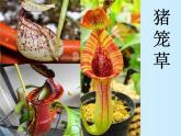 人美版美術(shù)二年級(jí)下冊(cè) 第2課 吃蟲(chóng)草(1)（課件）