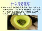 人美版美術(shù)二年級(jí)下冊(cè) 第2課 吃蟲(chóng)草(1)（課件）