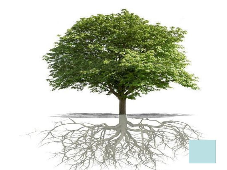 人美版美术二年级下册 第3课 《认识身边的树》（课件）第2页