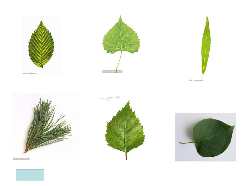 人美版美术二年级下册 第3课 《认识身边的树》（课件）第3页