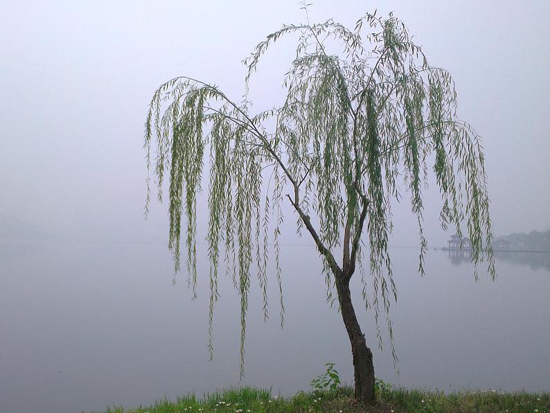 人美版美术二年级下册 第3课 《认识身边的树》（课件）第4页