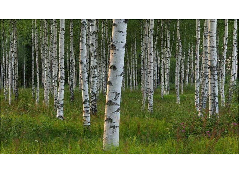 人美版美术二年级下册 第3课 《认识身边的树》（课件）第5页