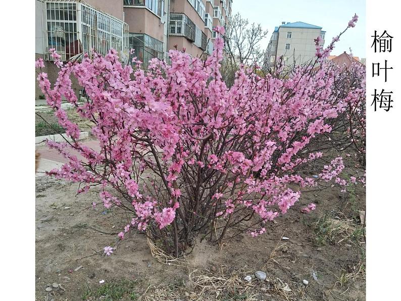 人美版美术二年级下册 第3课 《认识身边的树》（课件）第6页