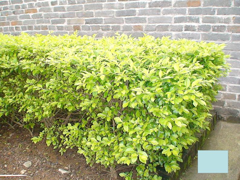 人美版美术二年级下册 第3课 《认识身边的树》（课件）第7页