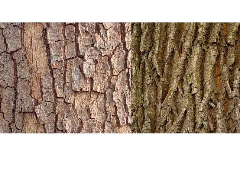 人美版美术二年级下册 第3课 《认识身边的树》（课件）第8页