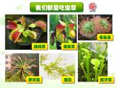 人美版美術(shù)二年級(jí)下冊(cè) 第2課 吃蟲(chóng)草（課件）