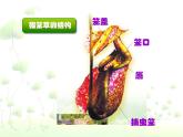 人美版美術(shù)二年級(jí)下冊(cè) 第2課 吃蟲(chóng)草（課件）