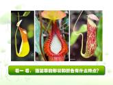 人美版美術(shù)二年級(jí)下冊(cè) 第2課 吃蟲(chóng)草（課件）