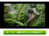 人美版美術(shù)二年級(jí)下冊(cè) 第2課 吃蟲(chóng)草（課件）