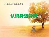 人美版美術(shù)二年級下冊 第3課 《認識身邊的樹》PPT（課件）