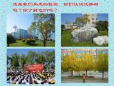 人美版美術(shù)二年級下冊 第3課 《認識身邊的樹》PPT（課件）