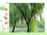 人美版美術(shù)二年級下冊 第3課 認識身邊的樹（課件）