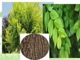 人美版美術(shù)二年級下冊 第3課 認識身邊的樹 (2)（課件）