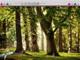 人美版美術(shù)二年級下冊 第3課 認識身邊的樹(1)（課件）