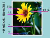 人美版二年級美術(shù)上冊 14.茂密的花  課件 教案 素材