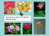 人美版二年級美術(shù)上冊 14.茂密的花  課件 教案 素材