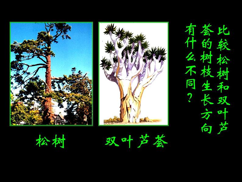 《大树的故事》课件1第4页