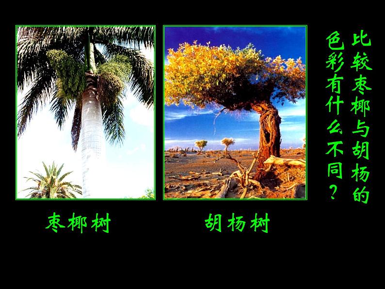 《大树的故事》课件1第5页