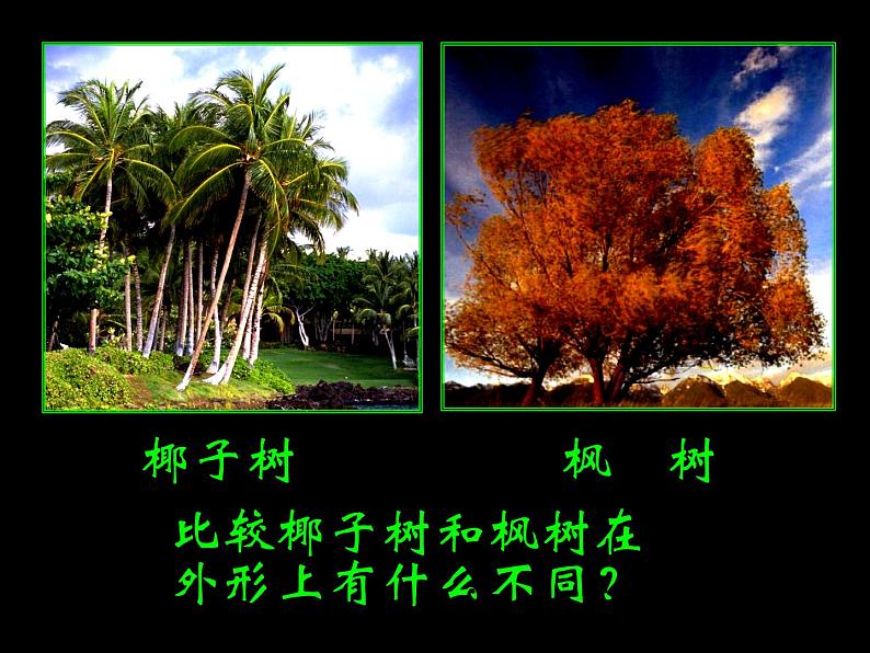 《大树的故事》课件1第6页