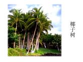 人美版二年級美術(shù)上冊 15.大樹的故事  課件 教案 素材