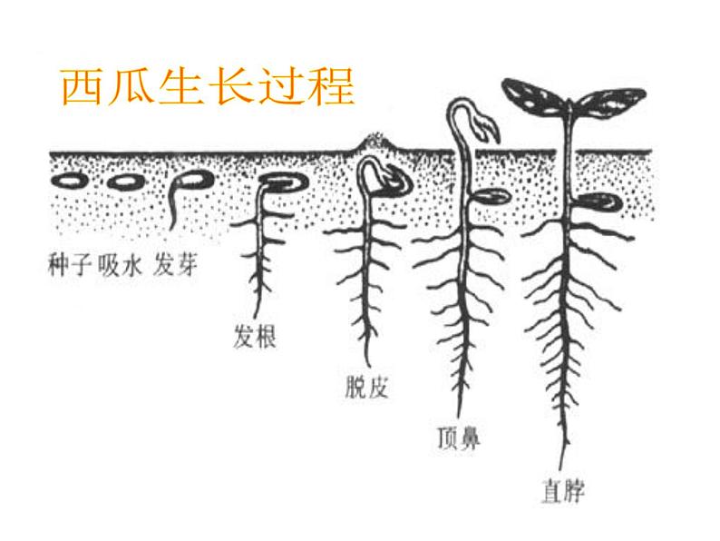 《长呀长》课件1第2页