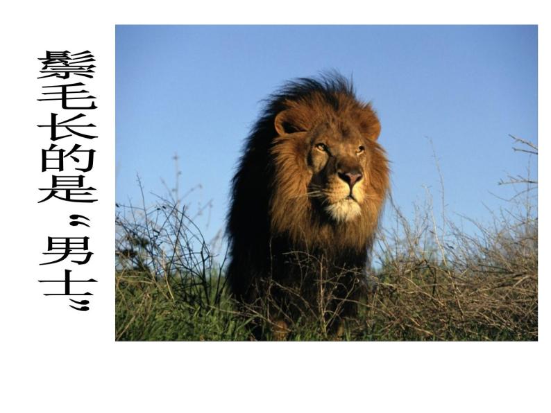 人美版一年级美术下册 13.狮子大王  课件 教案 素材04