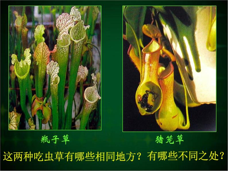 人美版二年级美术下册 2.吃虫草  课件+ 教案 +素材02