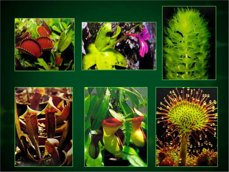 人美版二年级美术下册 2.吃虫草  课件+ 教案 +素材04