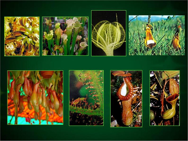 人美版二年级美术下册 2.吃虫草  课件+ 教案 +素材05