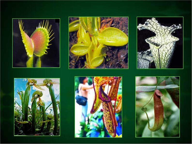 人美版二年级美术下册 2.吃虫草  课件+ 教案 +素材06