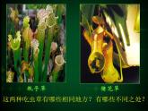 人美版二年級(jí)美術(shù)下冊(cè) 2.吃蟲(chóng)草  課件+ 教案 +素材