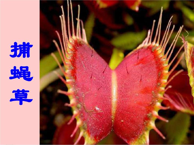 人美版二年级美术下册 2.吃虫草  课件+ 教案 +素材02