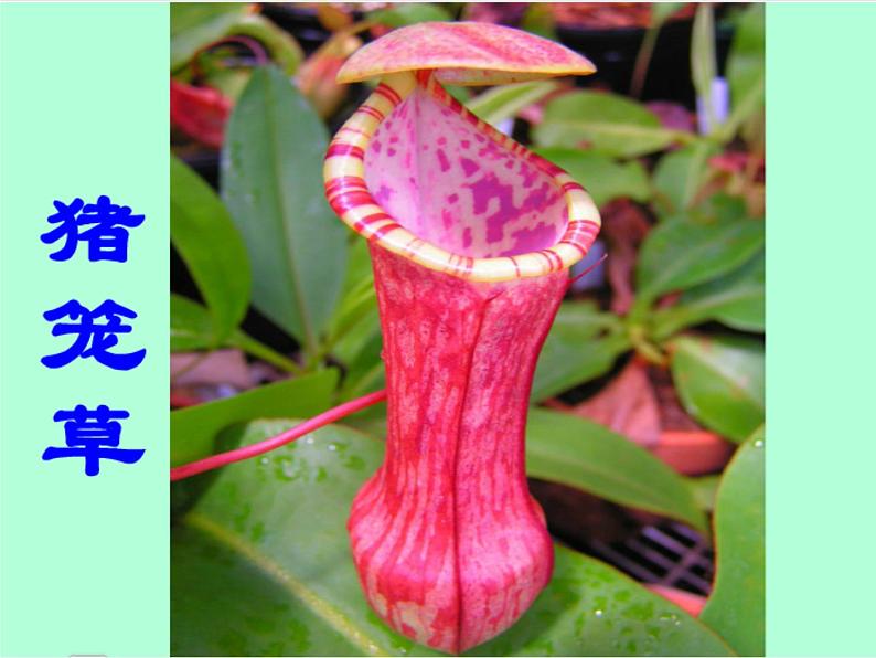 人美版二年级美术下册 2.吃虫草  课件+ 教案 +素材03